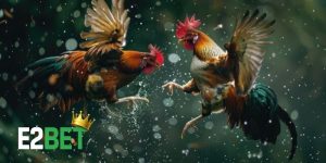 Bí quyết thắng đá gà Thomo
