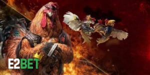 Đá gà Thomo mới nhất